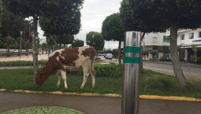 أسئلة حارقة: الأبقار تتجول في شوارع الدار البيضاء