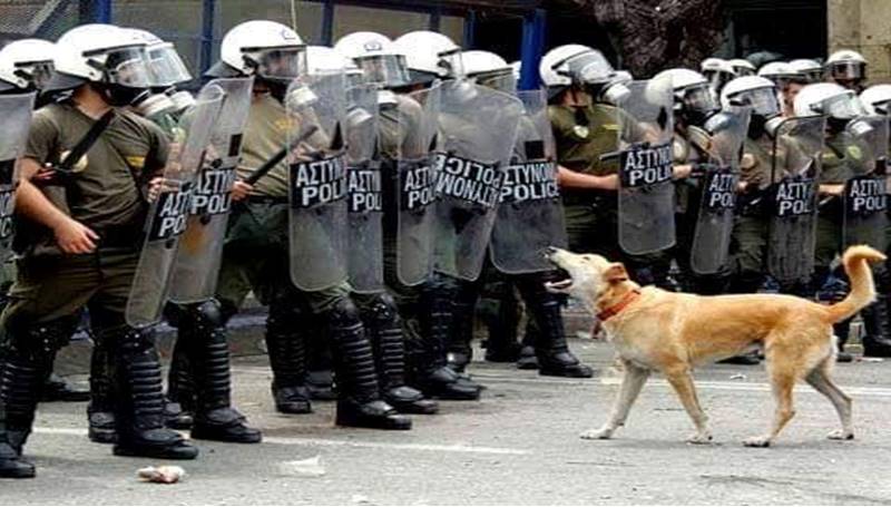 كلاب الثورة وكلاب السلطة الضالة!