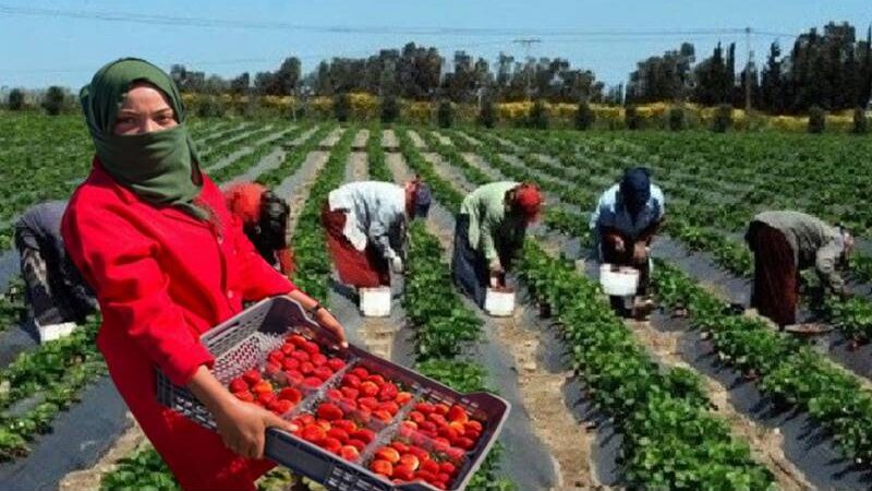 عاملات قطف الفراولة: عودة مآسي الهجرة النظاميّة إلى اسبانيا